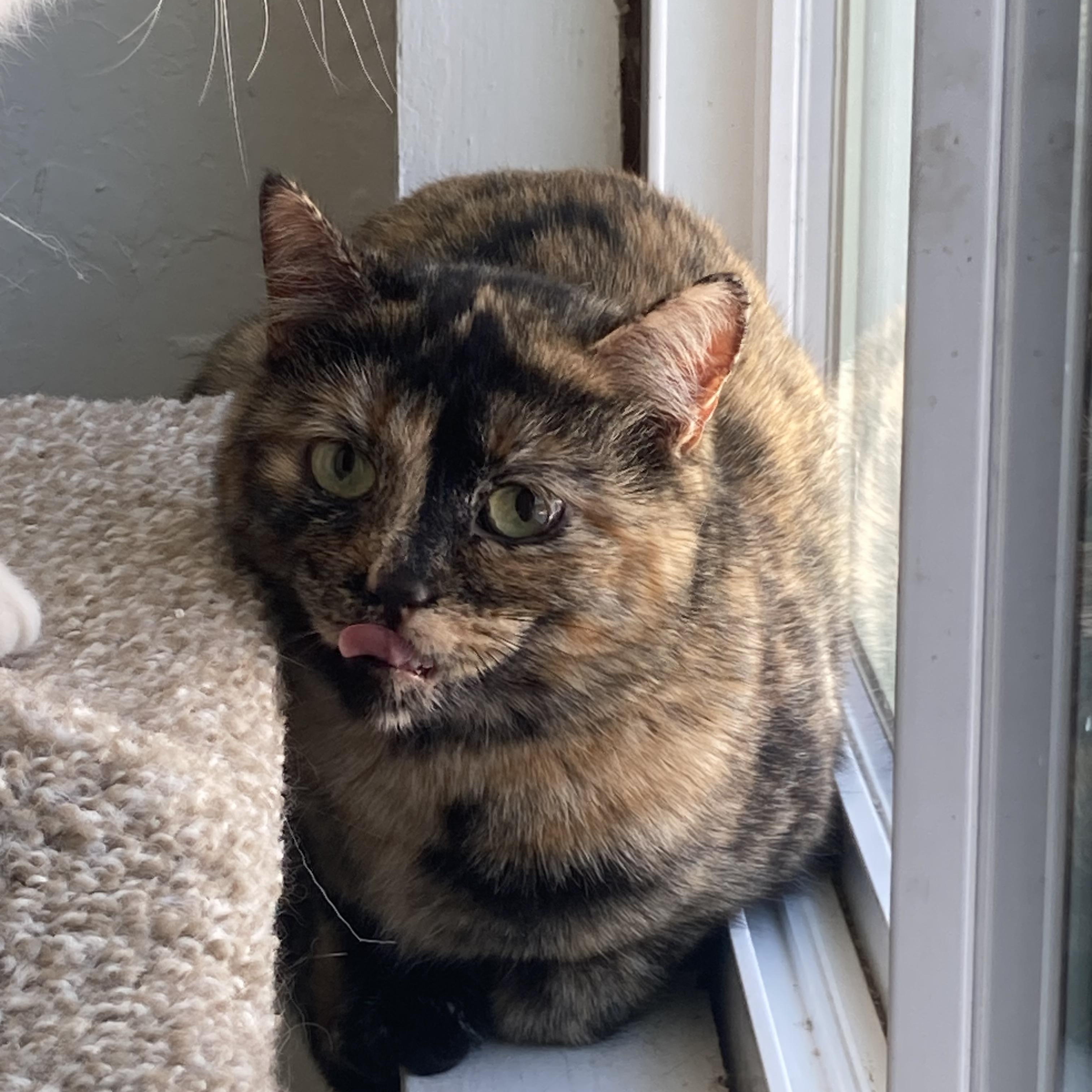 Neekie, a Adoptable Domestic Short Hair in Carson City, NV image 1/2