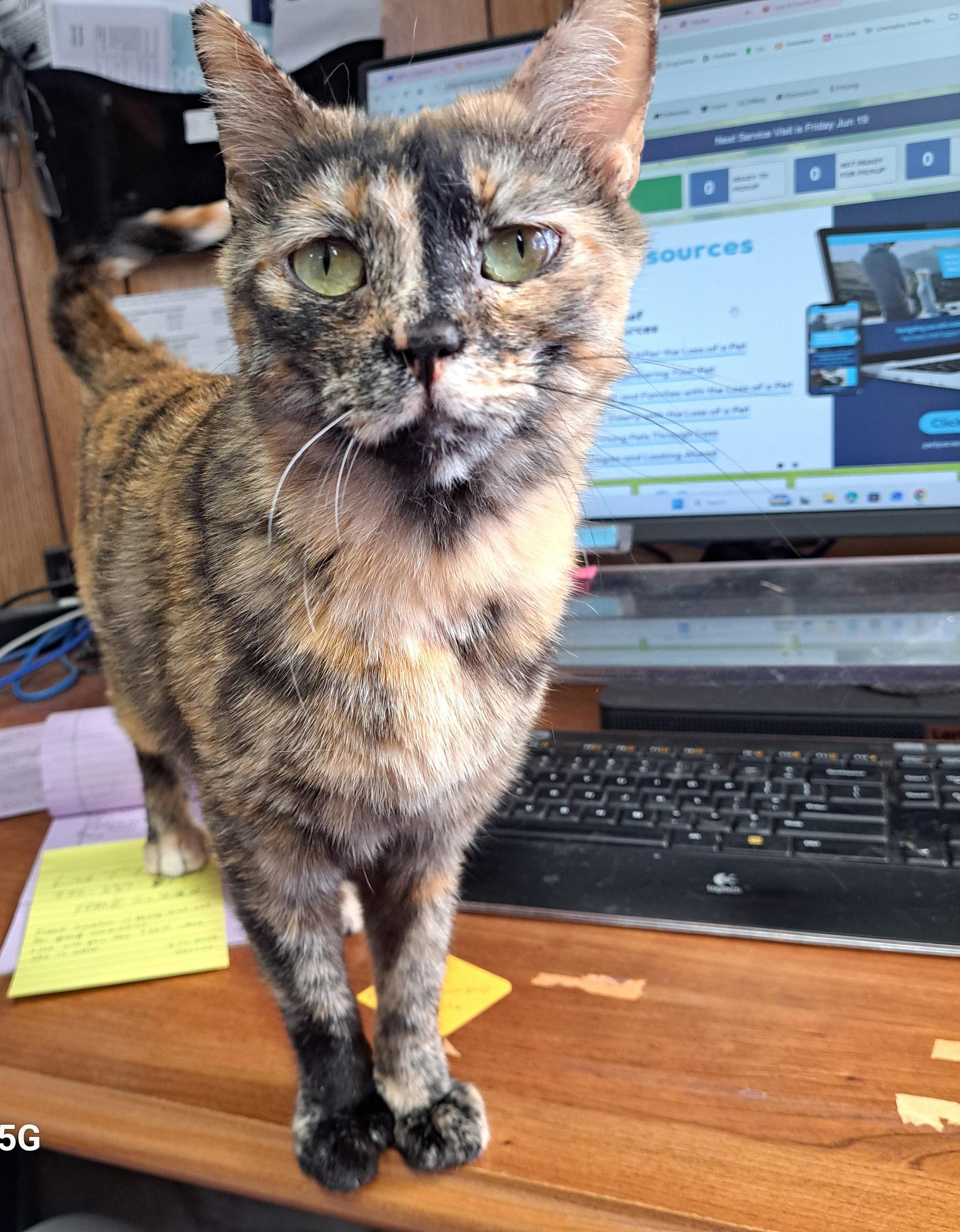 Neekie, Adoptable, Adult Female Domestic Short Hair.