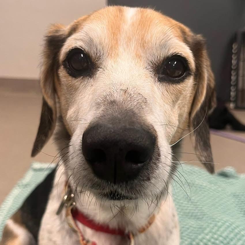 Enlarge Miso, a ADOPTABLE Beagle in Mount Juliet, TN image 1/1
