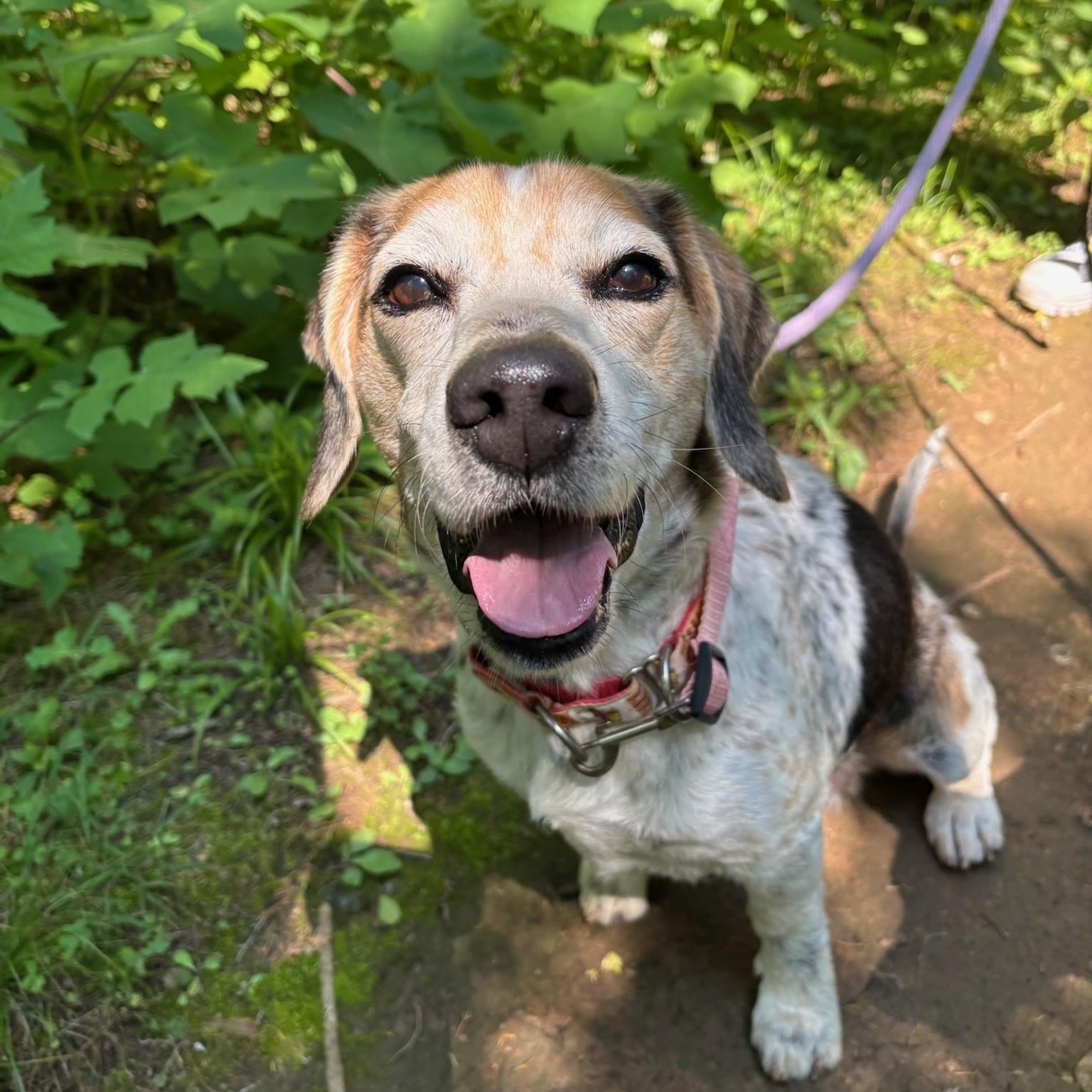 Miso, Adoptable, Senior Male Beagle.