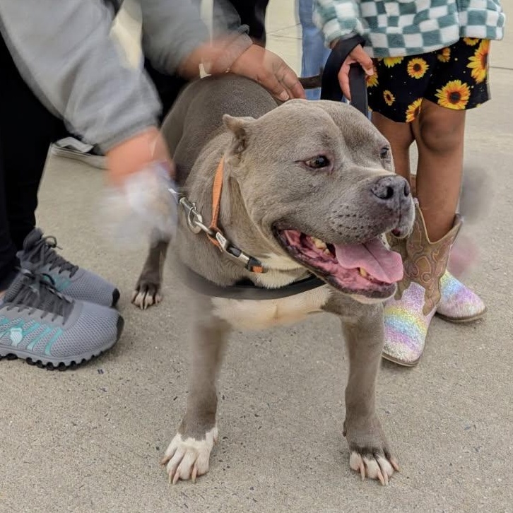 Enlarge Mia, a Adoptable Mixed Breed in CAPE MAY, NJ image 1/4