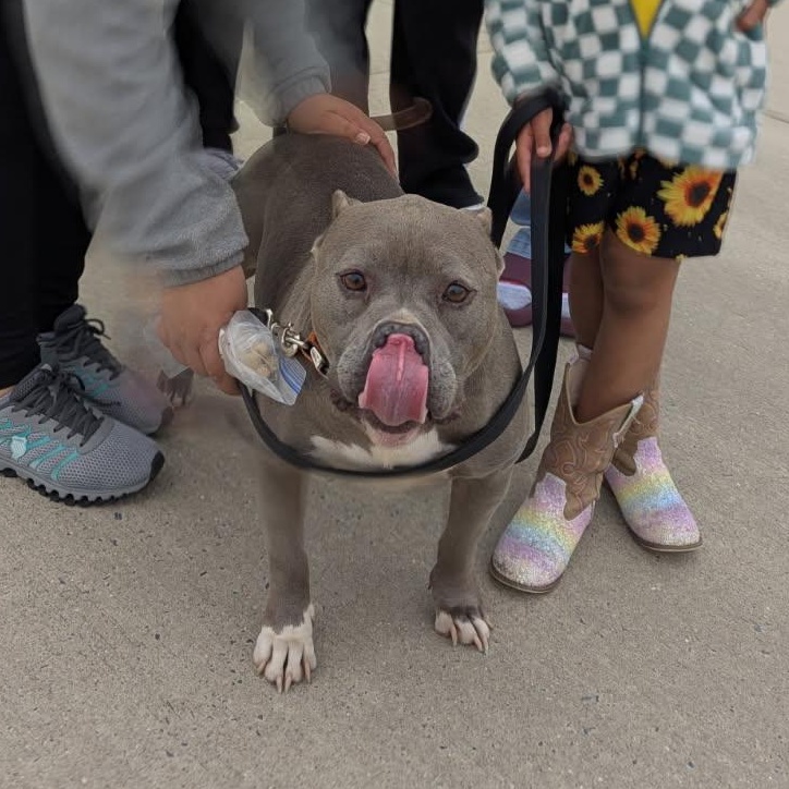 Enlarge Mia, a Adoptable Mixed Breed in CAPE MAY, NJ image 2/4