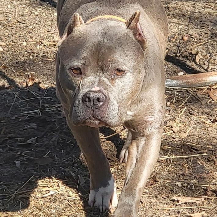 Enlarge Mia, a Adoptable Mixed Breed in CAPE MAY, NJ image 3/4