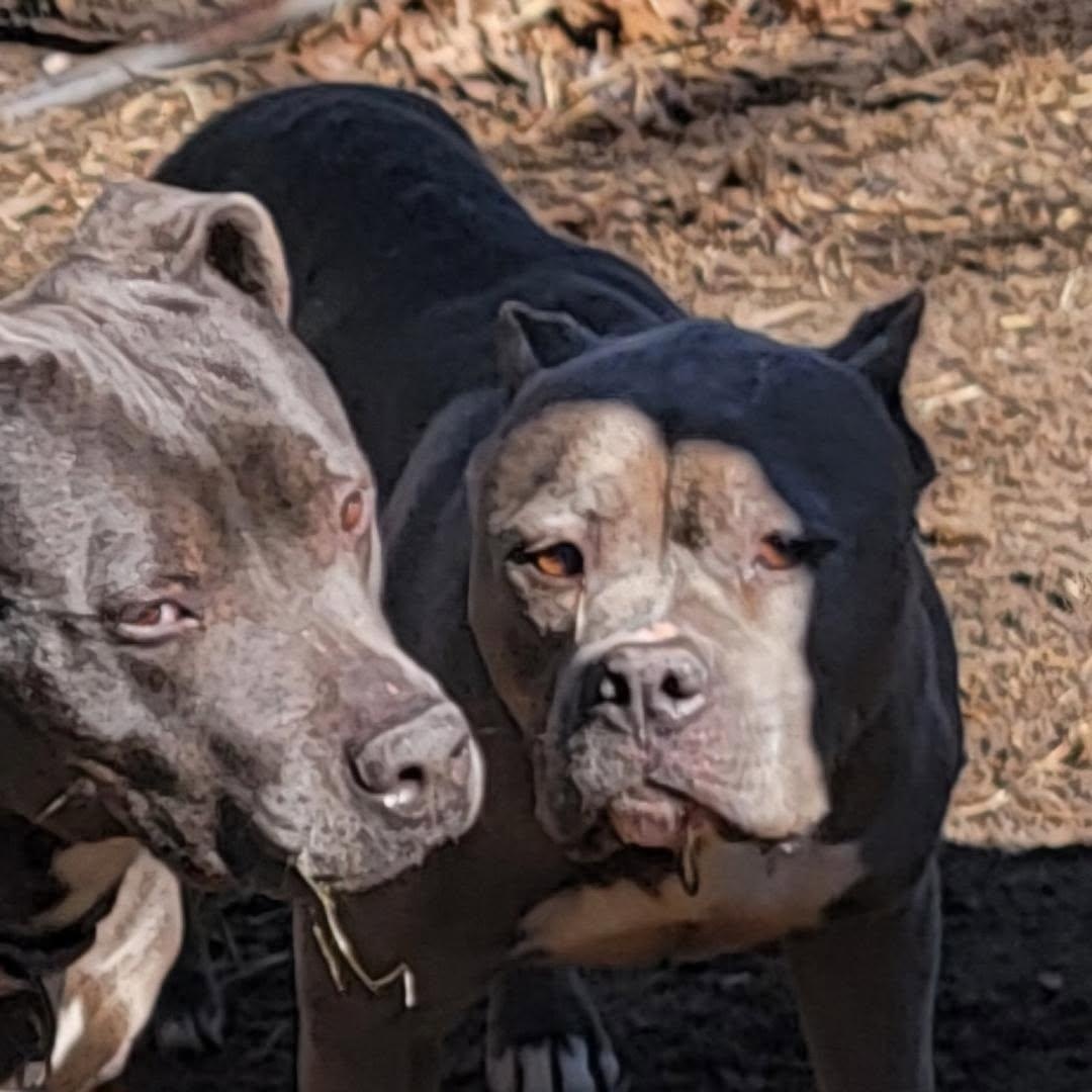 Enlarge Mia, a Adoptable Mixed Breed in CAPE MAY, NJ image 4/4