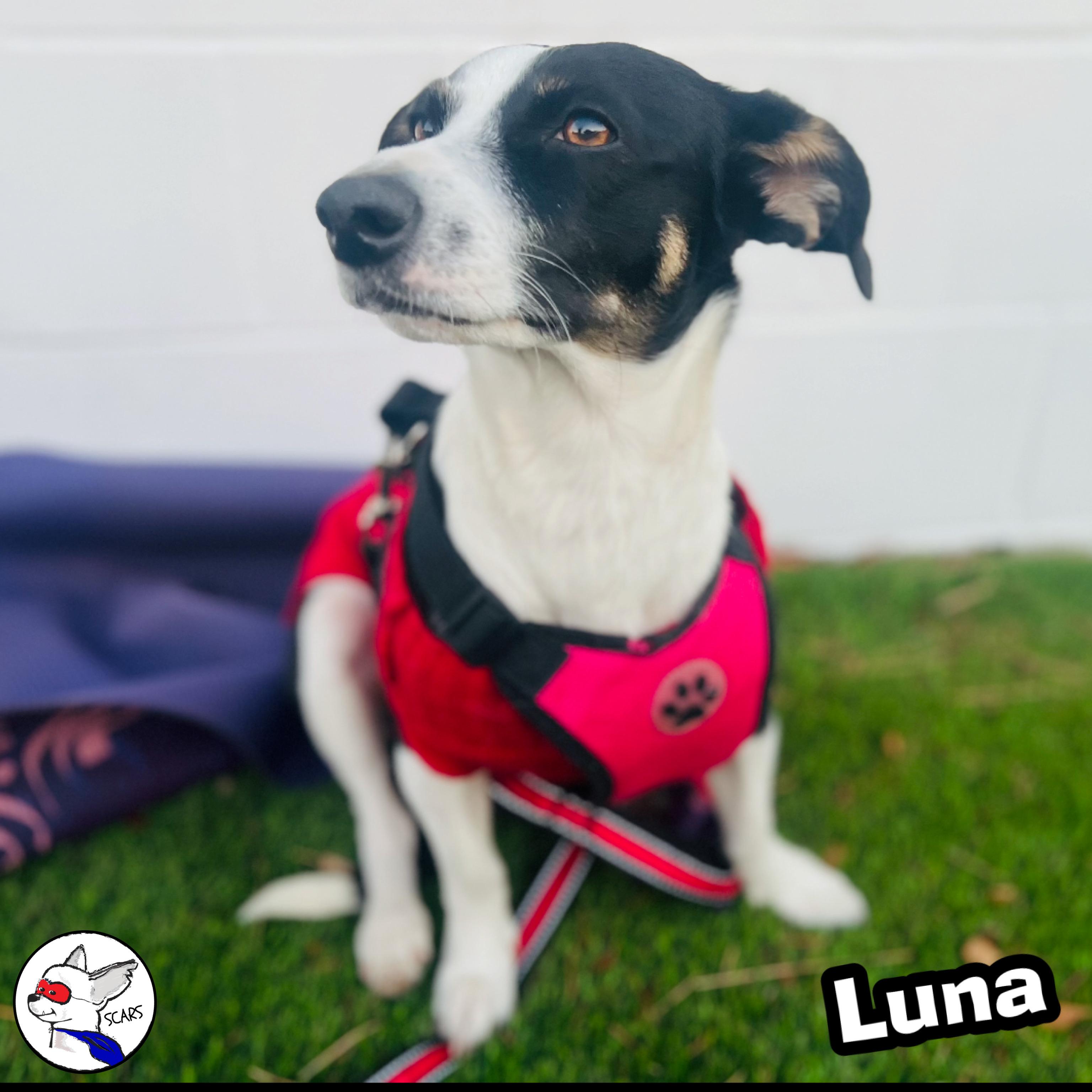 Enlarge Luna, a Adoptable mixed breed in Glendora, CA image 2/6