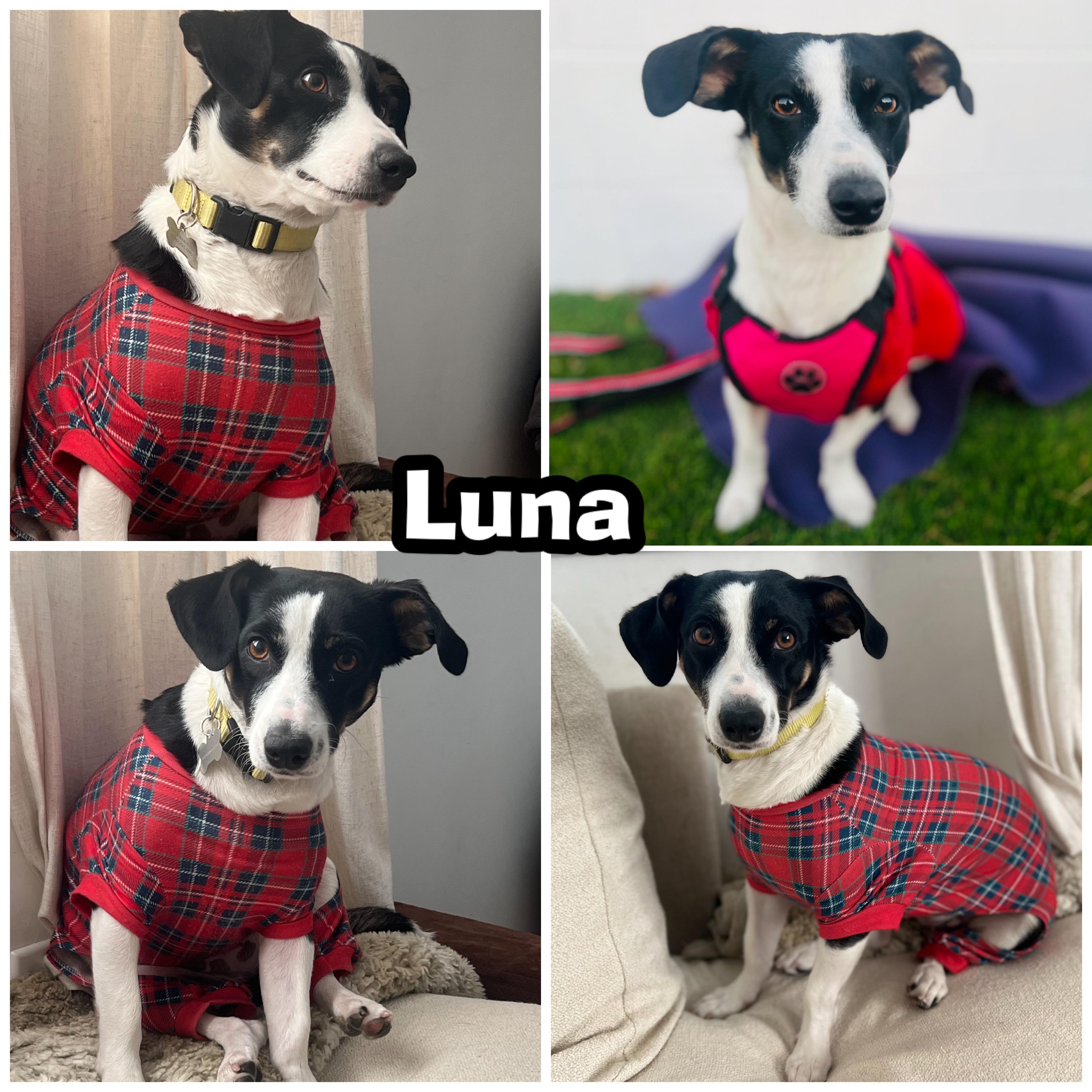Enlarge Luna, a Adoptable mixed breed in Glendora, CA image 4/6