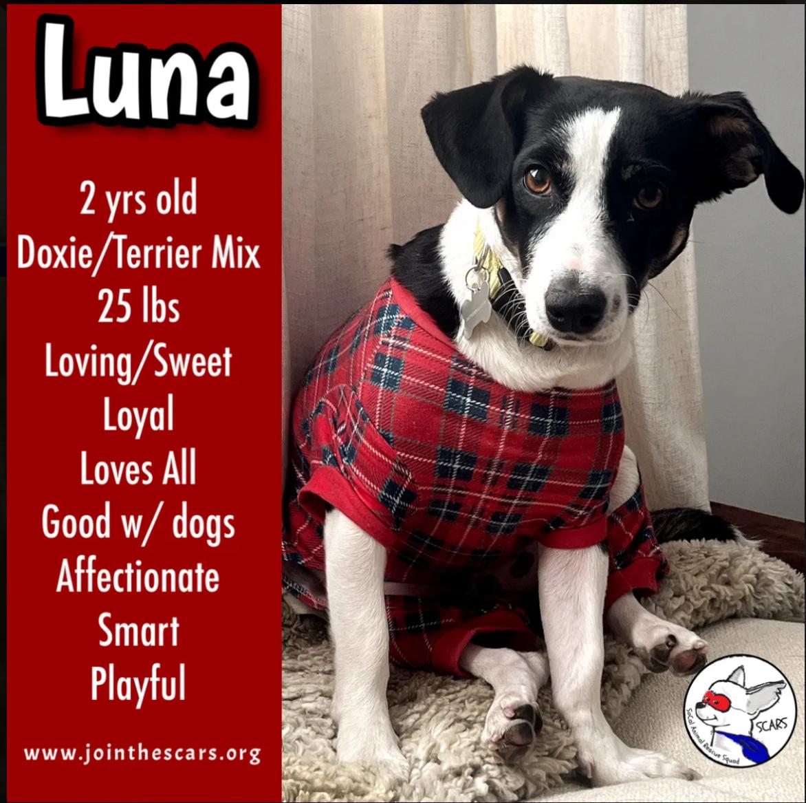 Enlarge Luna, a Adoptable mixed breed in Glendora, CA image 1/6