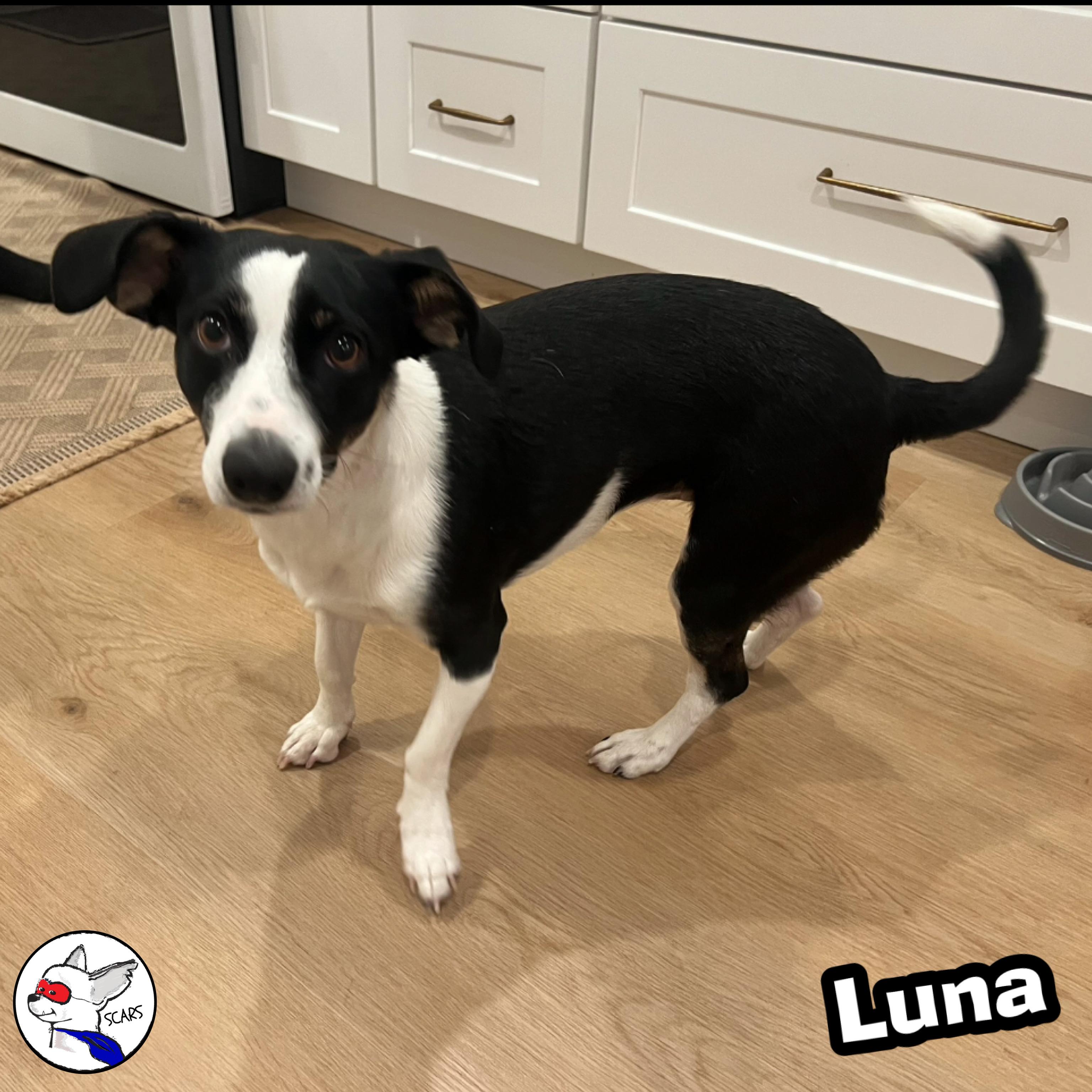 Enlarge Luna, a Adoptable mixed breed in Glendora, CA image 6/6