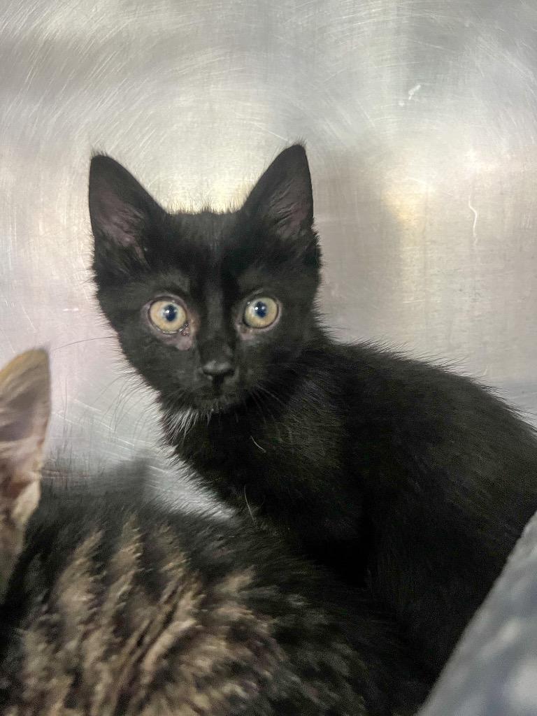 Haley, Adoptable, Kitten Female Domestic Medium Hair.