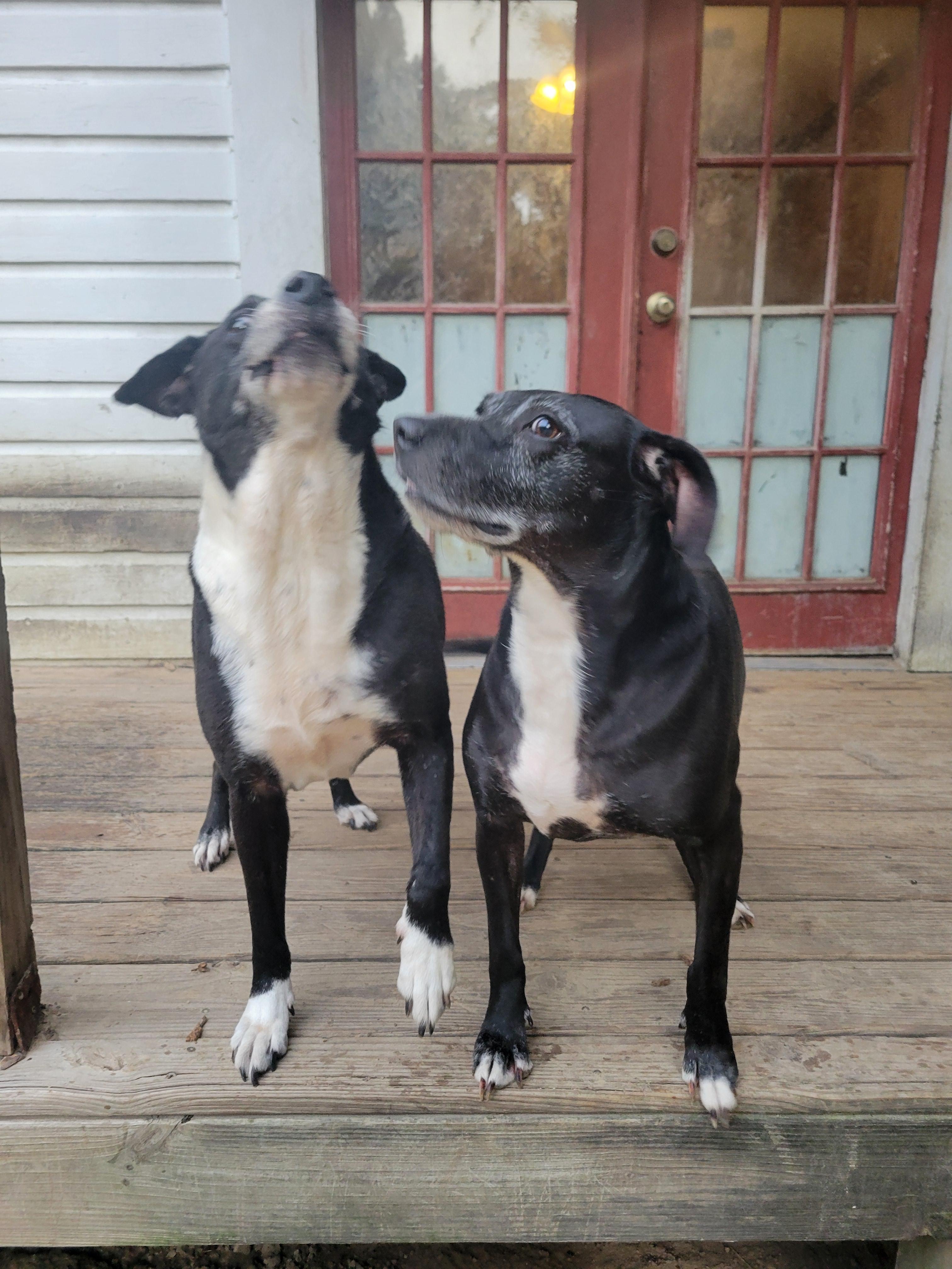 Reo, an adoptable Border Collie in Hillister, TX, 77624 | Photo Image 5