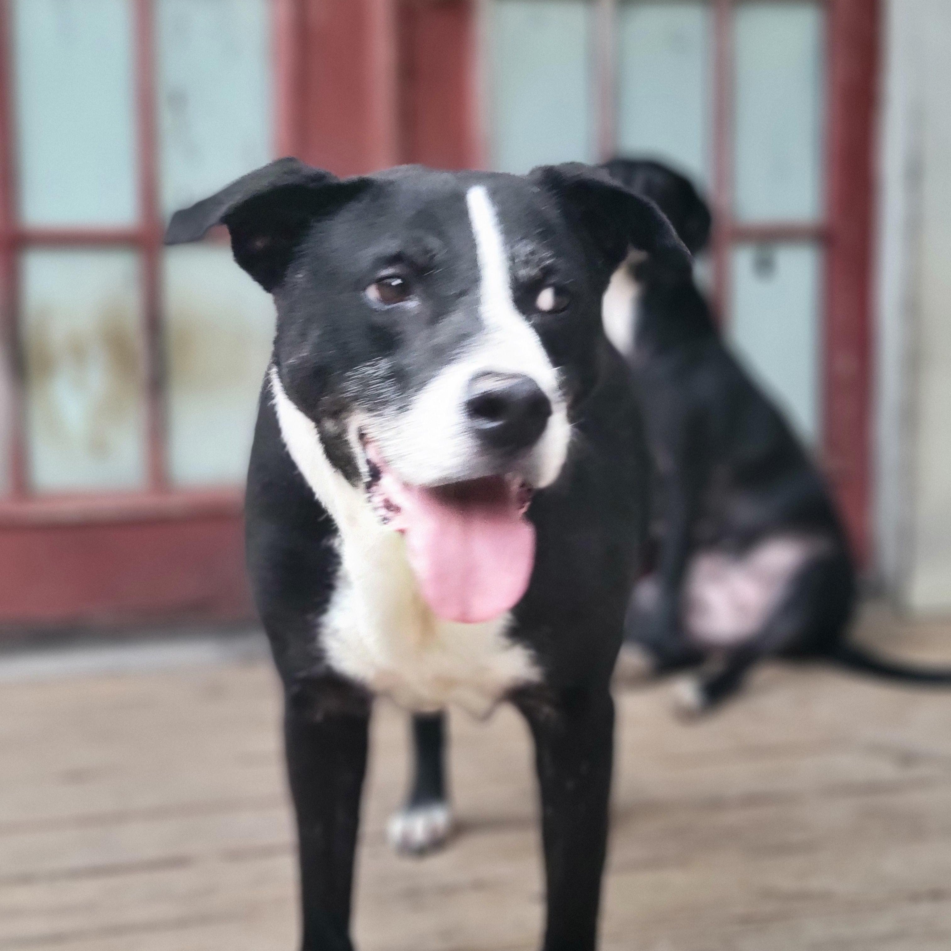 Reo, an adoptable Border Collie in Hillister, TX, 77624 | Photo Image 1