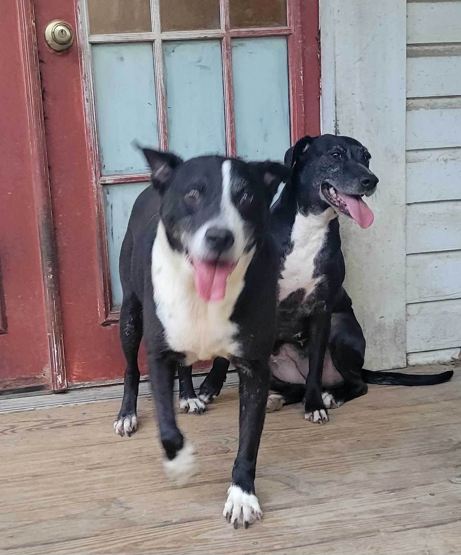 Reo, an adoptable Border Collie in Hillister, TX, 77624 | Photo Image 2
