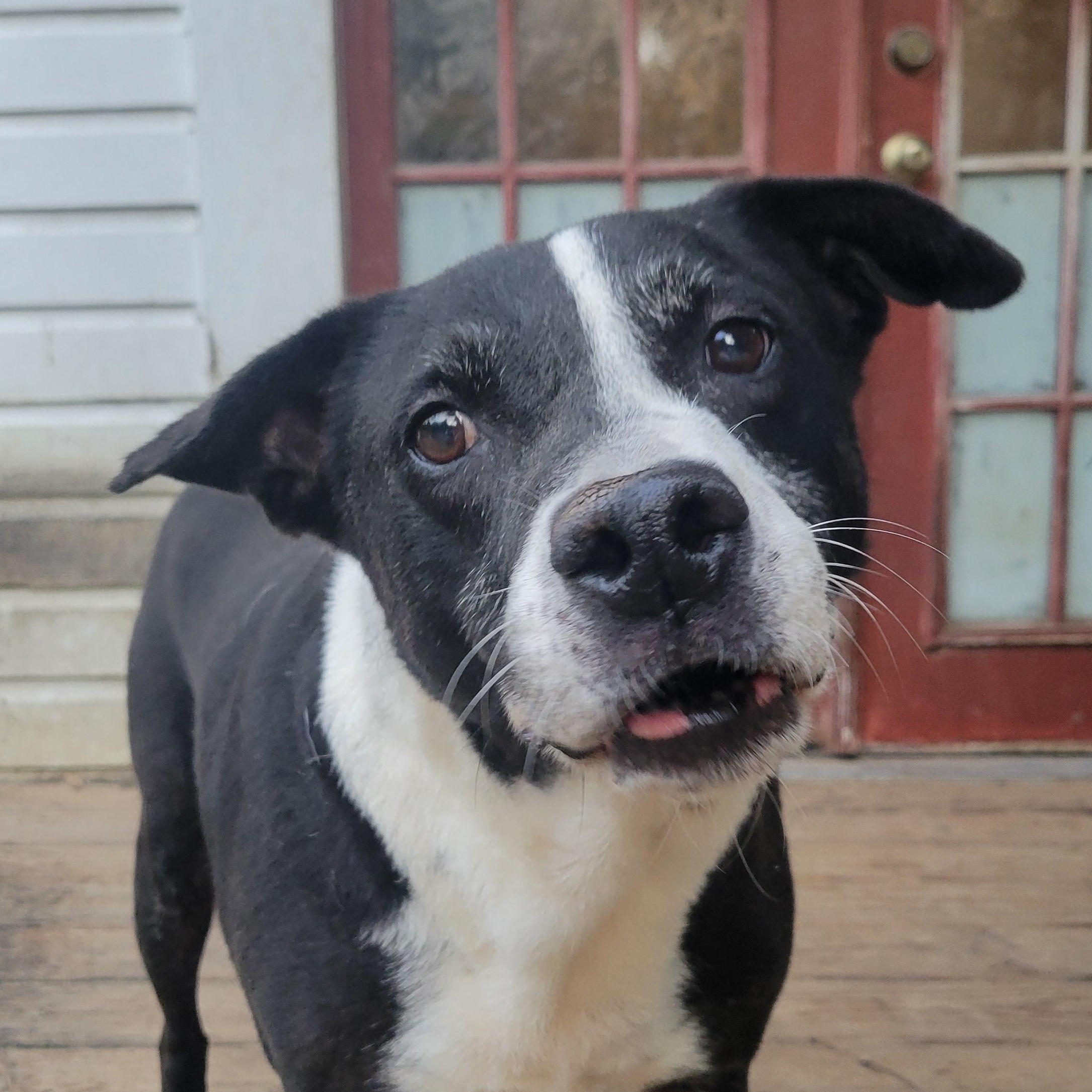 Enlarge Reo, a Adoptable mixed breed in Hillister, TX image 4/5