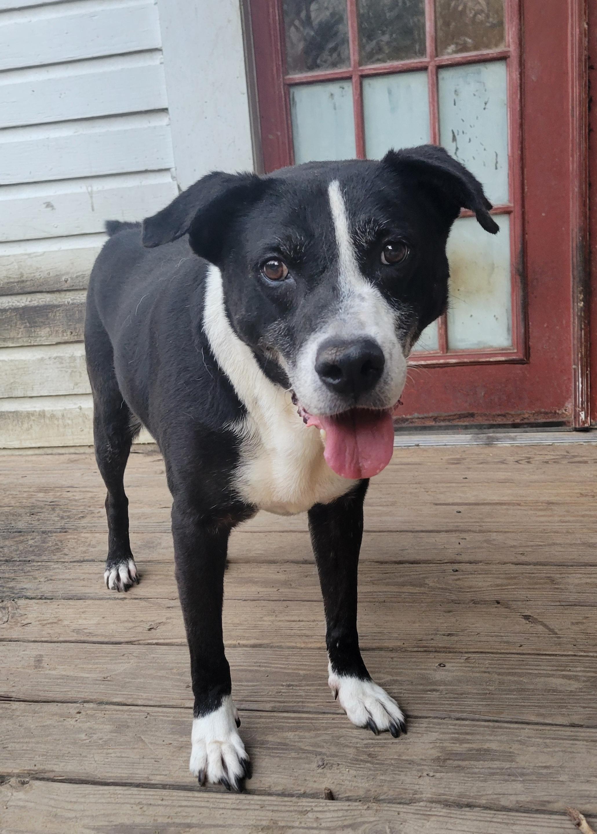 Reo, an adoptable Border Collie in Hillister, TX, 77624 | Photo Image 3