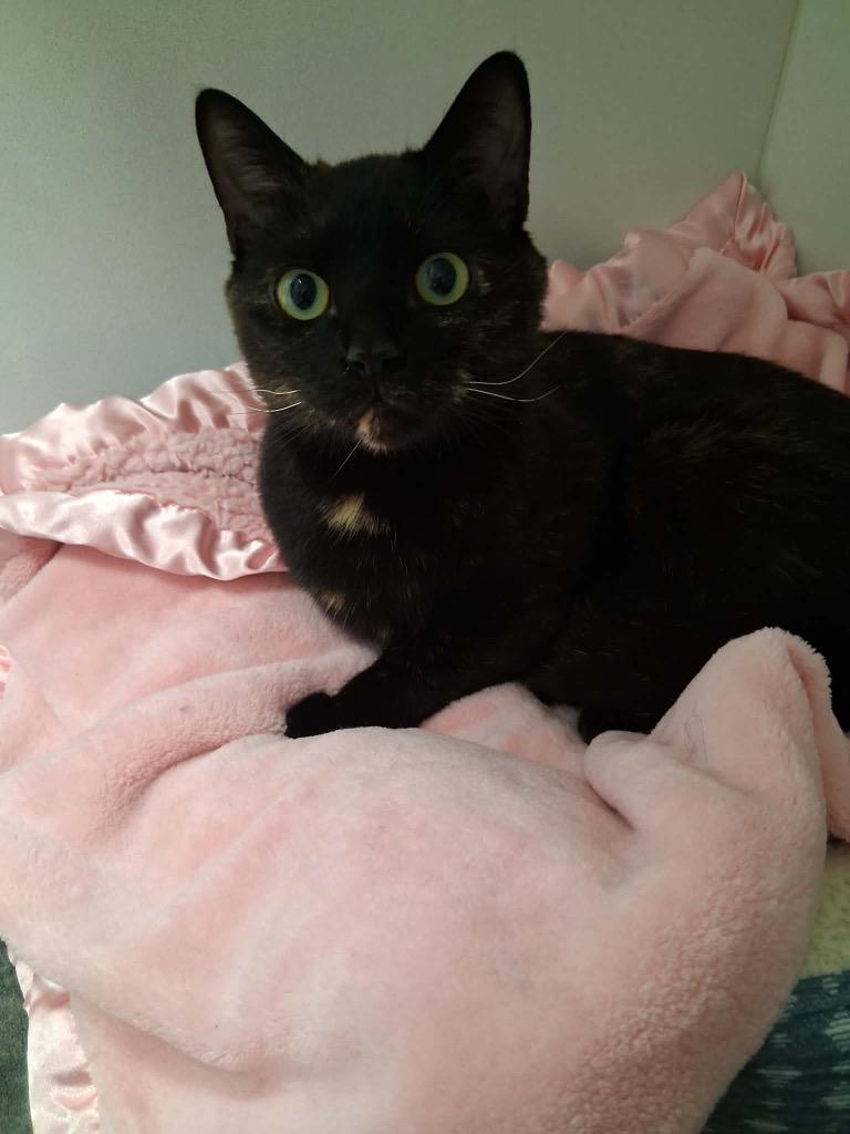 Brisket, Adoptable, Young Female Domestic Short Hair.