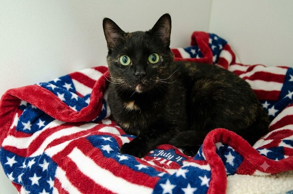 Enlarge Brisket, a Adoptable mixed breed in Waverly, NY image 2/3