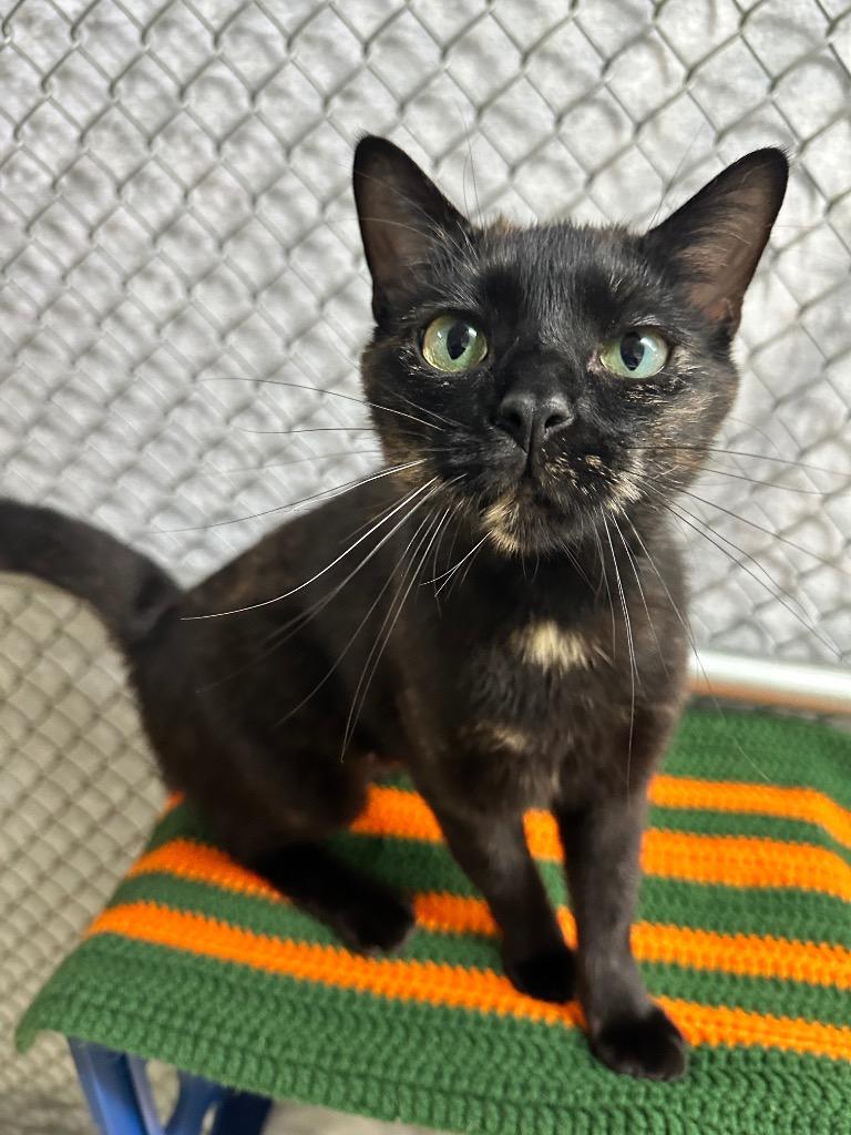 Enlarge Brisket, a Adoptable mixed breed in Waverly, NY image 2/2