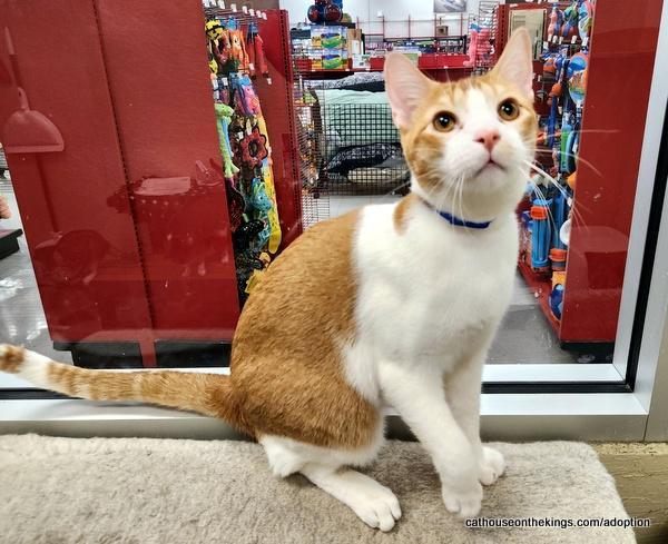 Mac, a Adoptable Abyssinian in Parlier, CA image 1/6