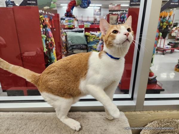 Mac, a Adoptable Abyssinian in Parlier, CA image 2/6