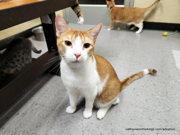 Mac, a Adoptable Abyssinian in Parlier, CA image 3/6