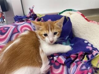 Mac, Adoptable, Young Male Abyssinian.