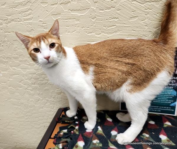 Mac, a Adoptable Abyssinian in Parlier, CA image 4/6