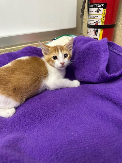 Enlarge Mac, a Adoptable Abyssinian in Parlier, CA image 2/6