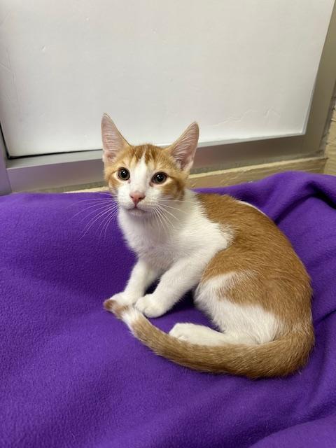 Enlarge Mac, a Adoptable Abyssinian in Parlier, CA image 3/6