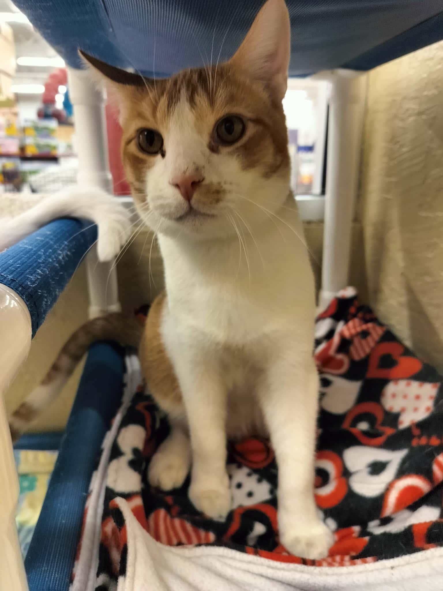 Enlarge Mac, a Adoptable Abyssinian in Parlier, CA image 4/6