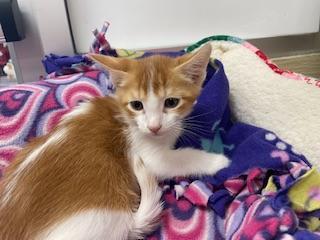 Enlarge Mac, a Adoptable Abyssinian in Parlier, CA image 6/6