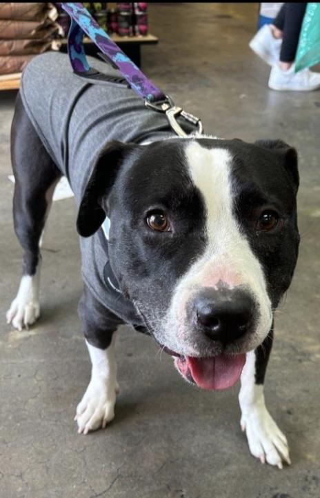 Enlarge Hammy, a Adoptable mixed breed in Sacramento, CA image 2/6