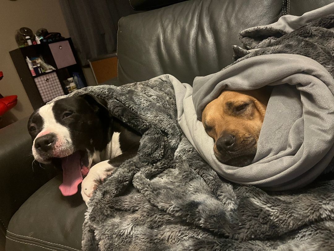 Enlarge Hammy, a Adoptable mixed breed in Sacramento, CA image 3/6