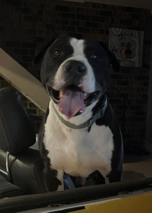 Enlarge Hammy, a Adoptable mixed breed in Sacramento, CA image 6/6