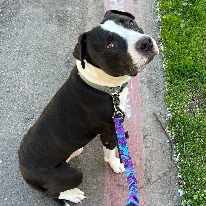 Enlarge Hammy, a Adoptable mixed breed in Sacramento, CA image 1/6