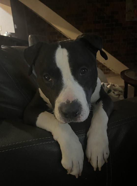 Enlarge Hammy, a Adoptable mixed breed in Sacramento, CA image 4/6