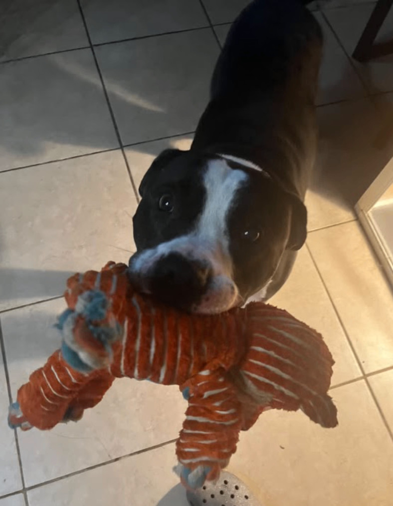 Enlarge Hammy, a Adoptable mixed breed in Sacramento, CA image 5/6