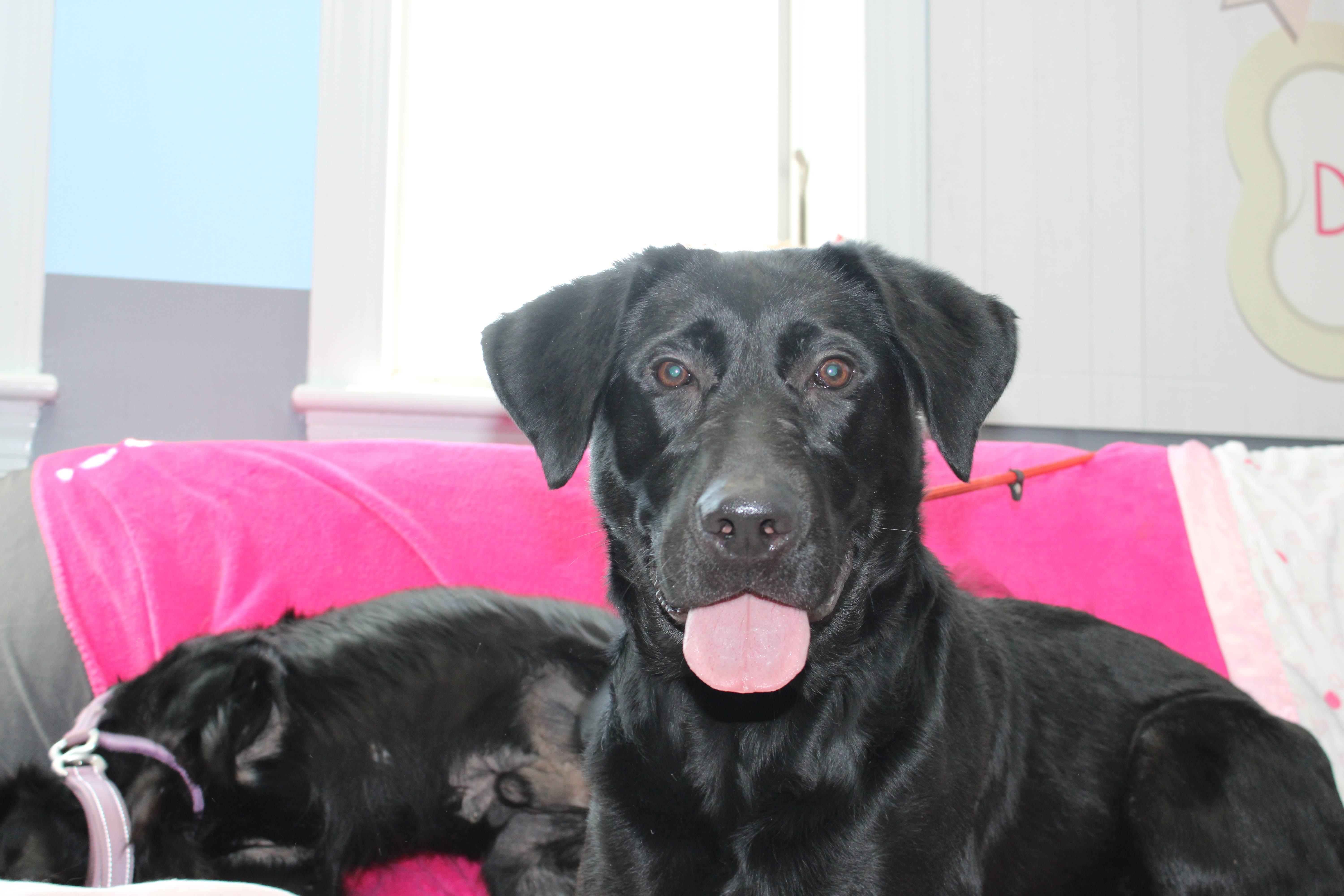 Enlarge Helena, a ADOPTABLE mixed breed in Culpeper, VA image 3/4