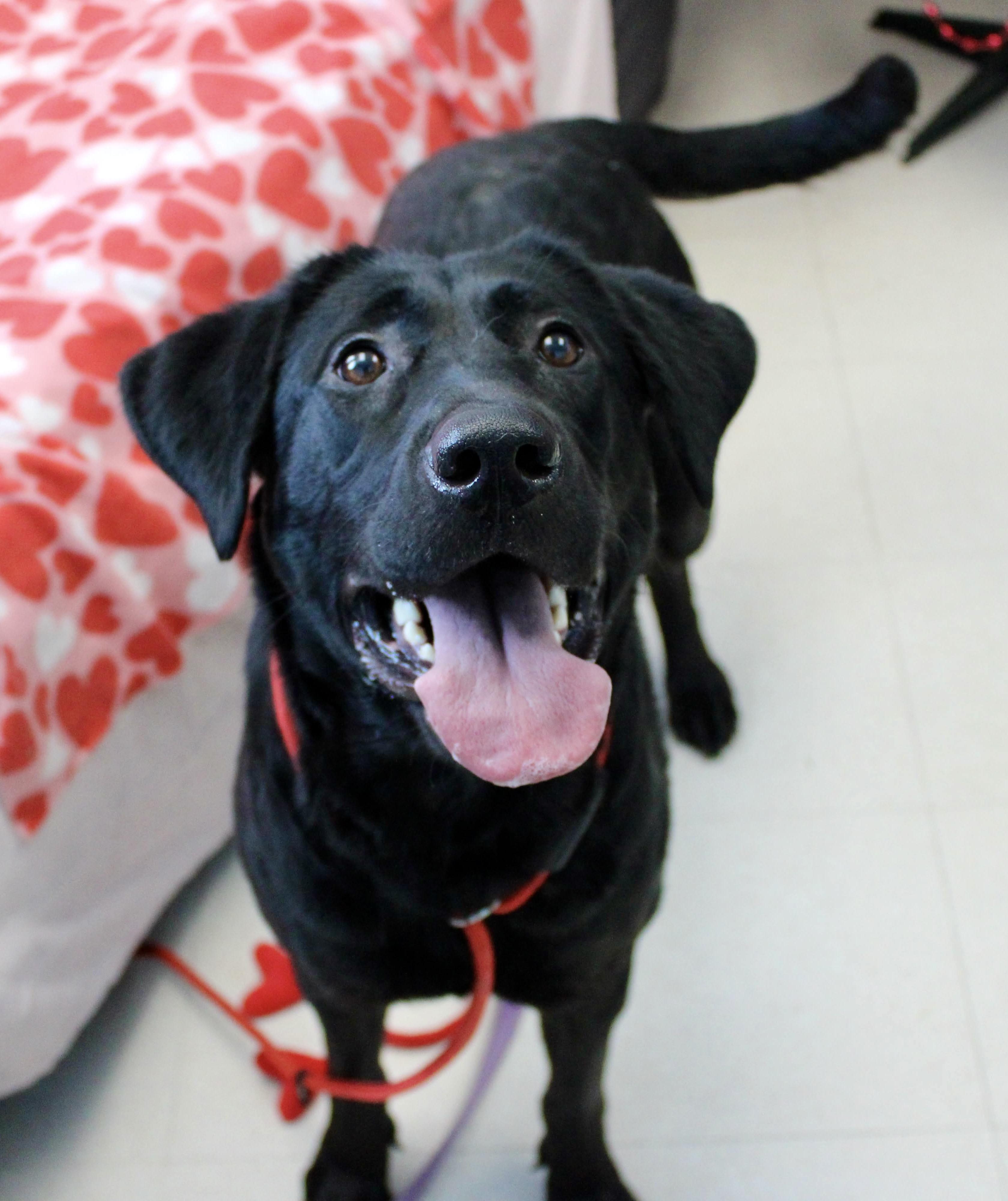 Enlarge Helena, a ADOPTABLE mixed breed in Culpeper, VA image 1/4