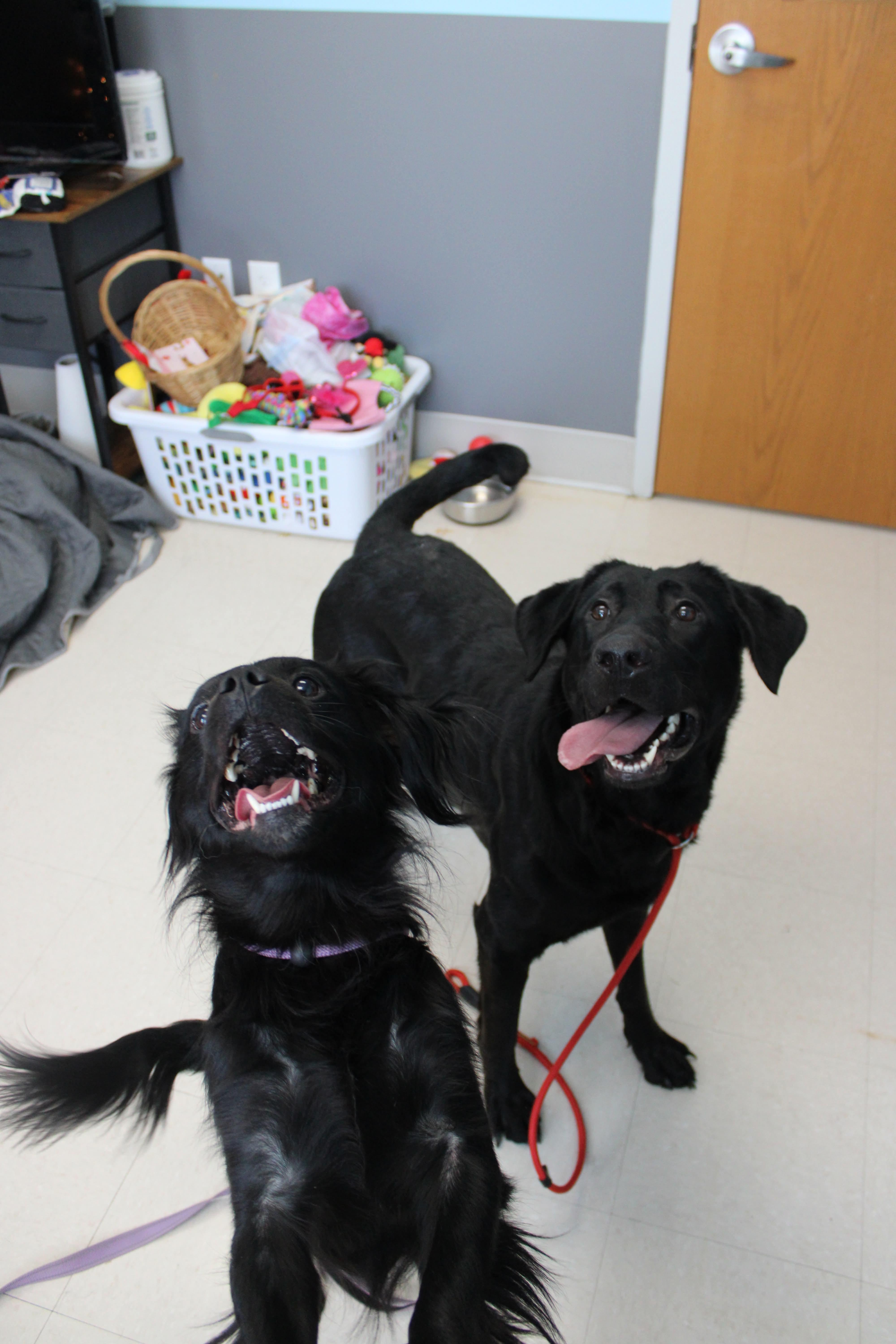 Enlarge Helena, a ADOPTABLE mixed breed in Culpeper, VA image 4/4