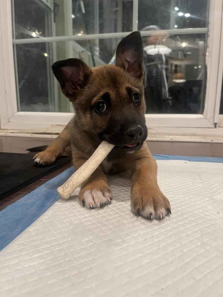 Enlarge Pixel, a Adoptable mixed breed in Willingboro, NJ image 1/3