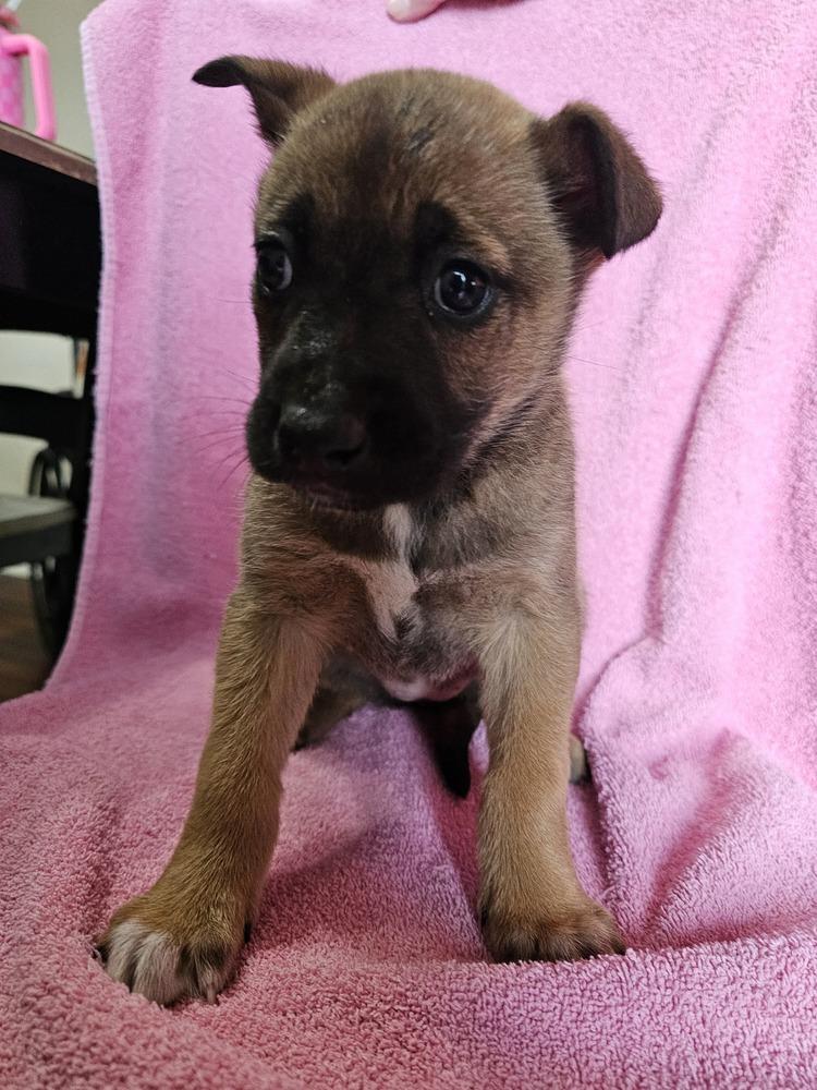 Enlarge Pixel, a Adoptable mixed breed in Willingboro, NJ image 2/3