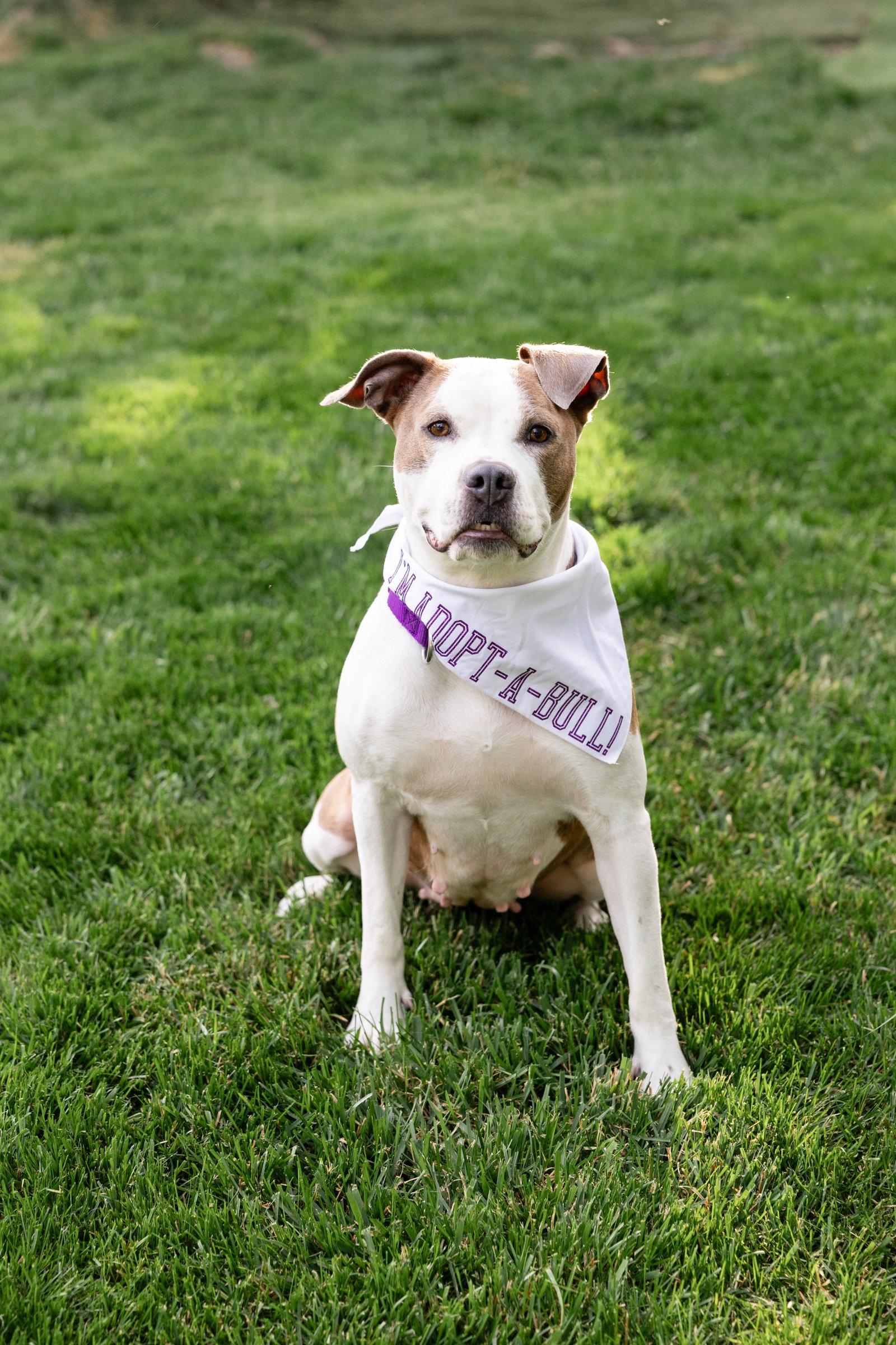 Bella Donna, Adoptable, Young Female Pit Bull Terrier.