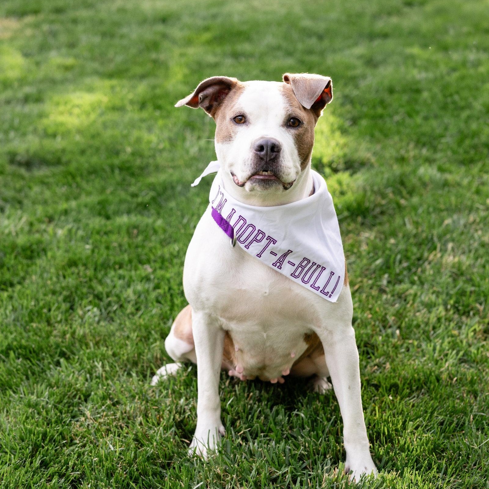 Enlarge Bella Donna, a Adoptable Pit Bull Terrier in Crete, IL image 2/3