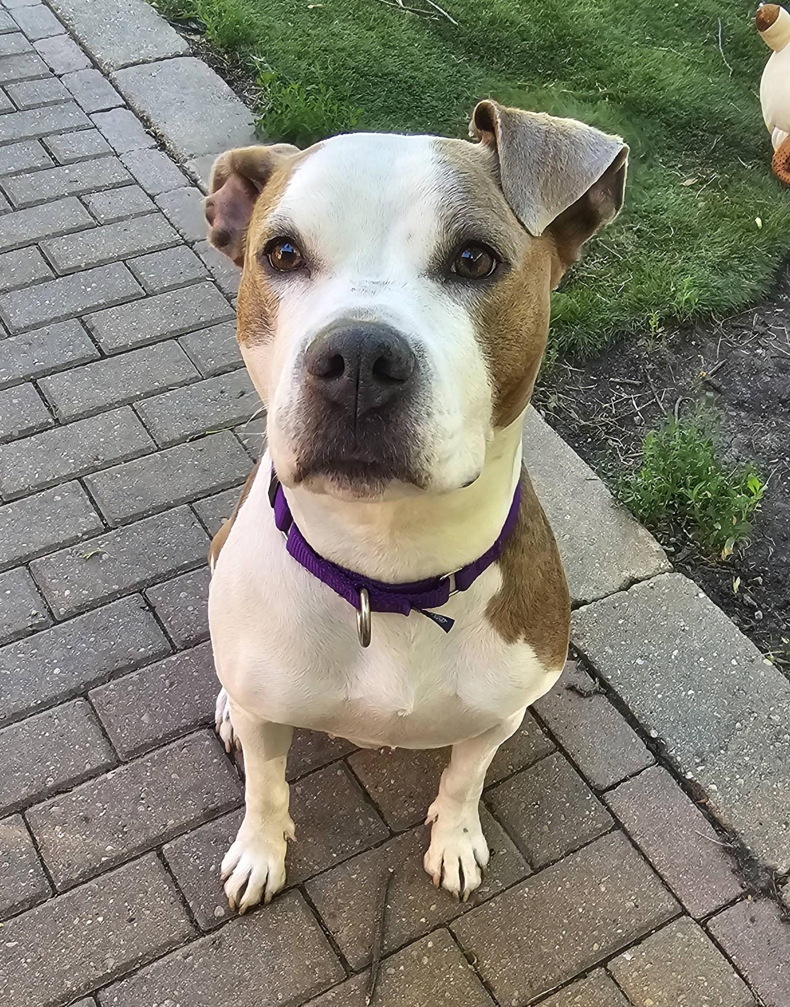 Bella Donna, a Adoptable mixed breed in Crete, IL image 5/6