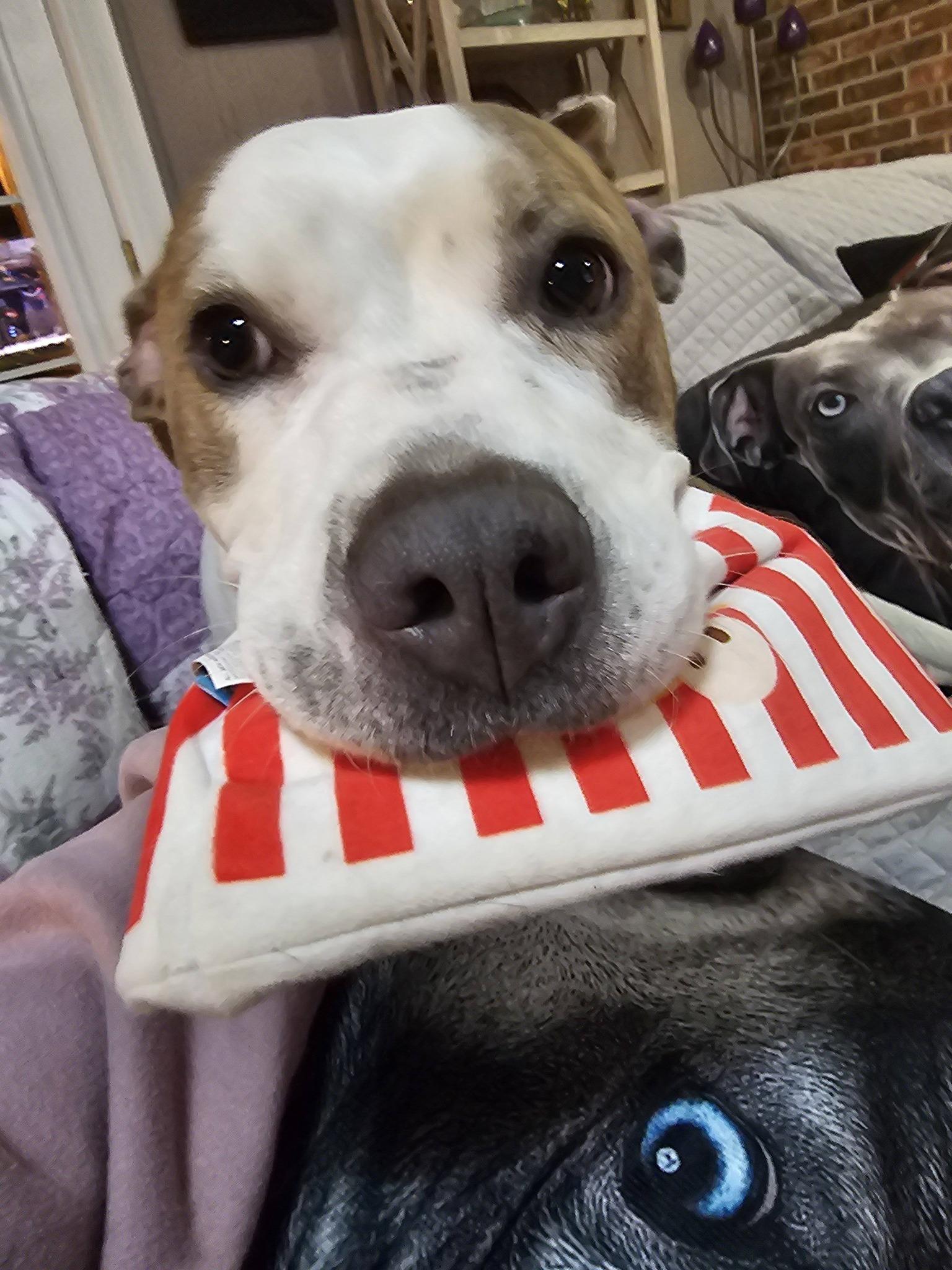 Bella Donna, a Adoptable mixed breed in Crete, IL image 6/6