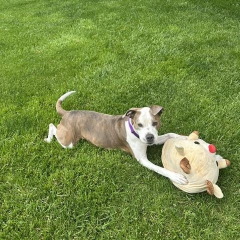 Bella Donna, a Adoptable mixed breed in Crete, IL image 4/6