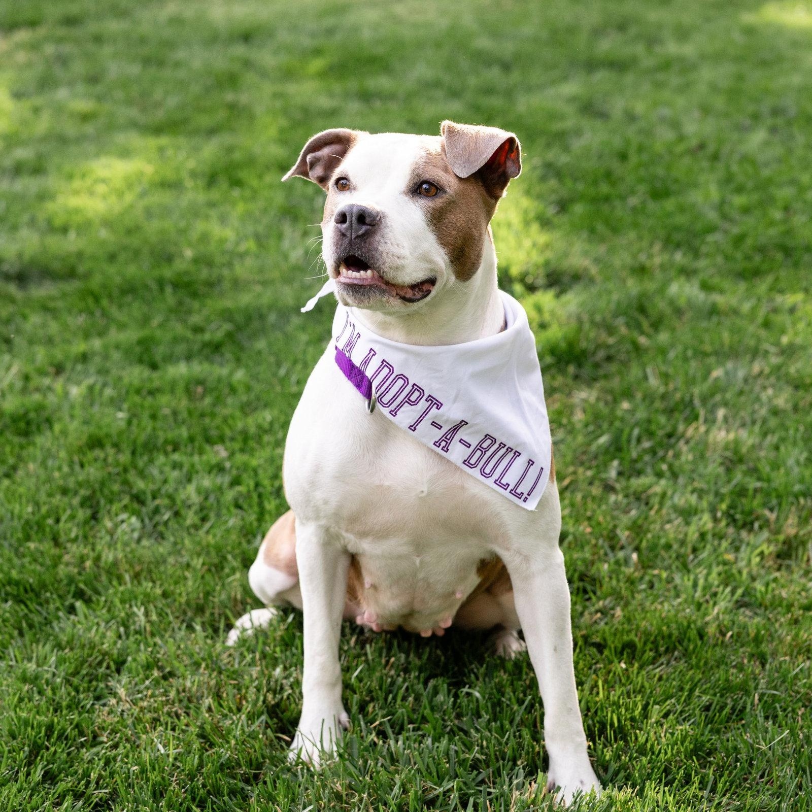 Enlarge Bella Donna, a Adoptable Pit Bull Terrier in Crete, IL image 3/3