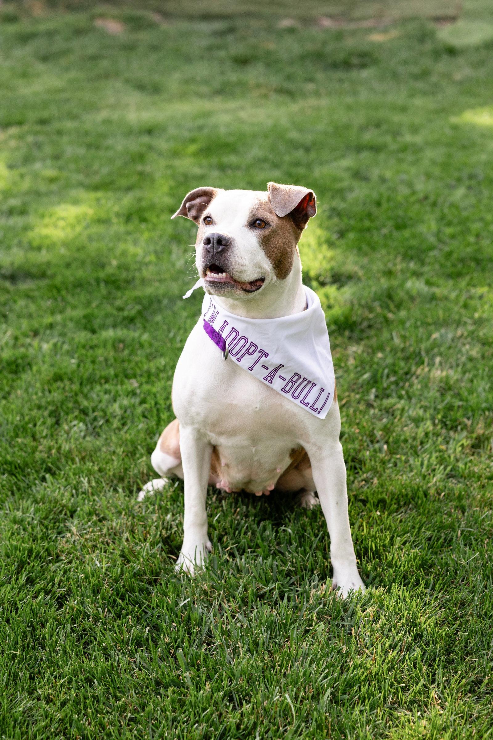 Bella Donna, a Adoptable mixed breed in Crete, IL image 2/6