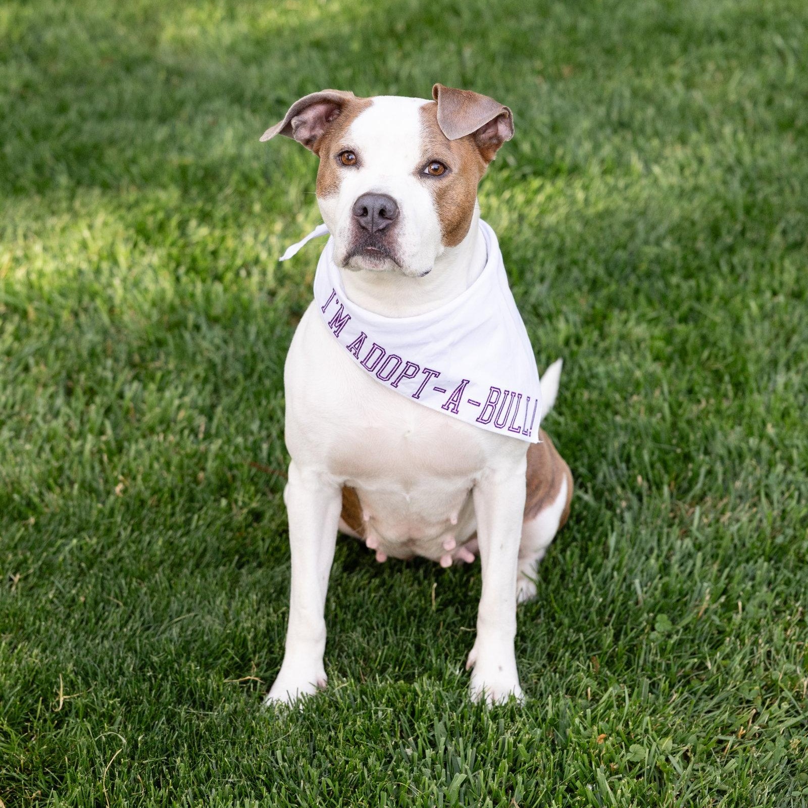 Bella Donna, Adoptable, Young Female Pit Bull Terrier.