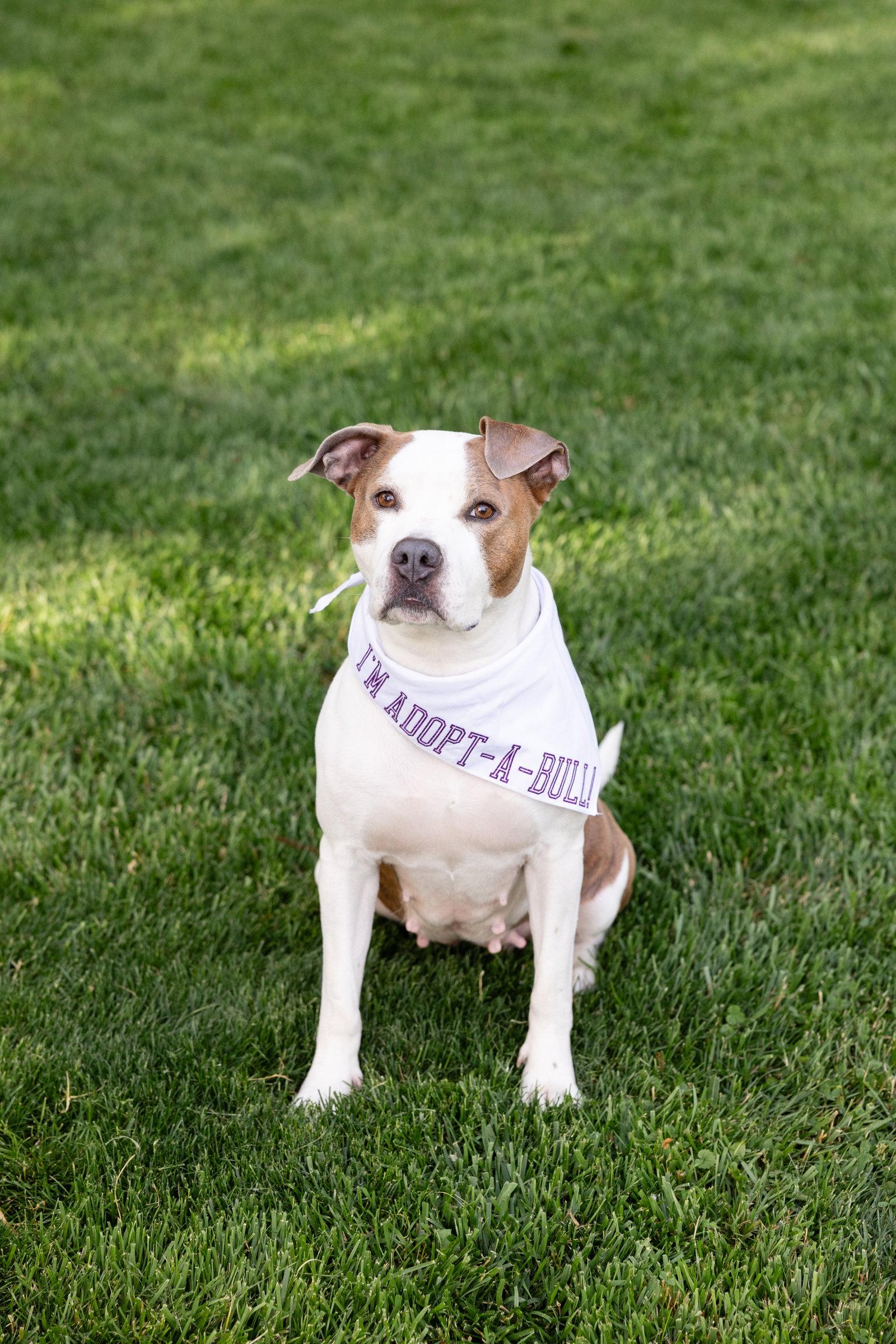 Bella Donna, a Adoptable mixed breed in Crete, IL image 3/6